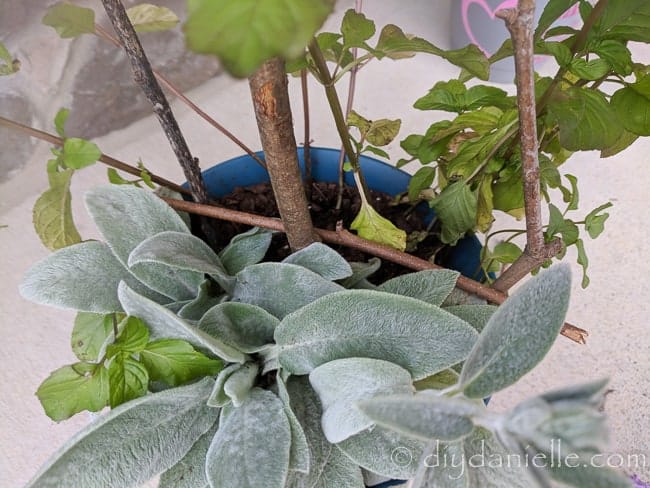 Twigs across to make a tiny trellis.