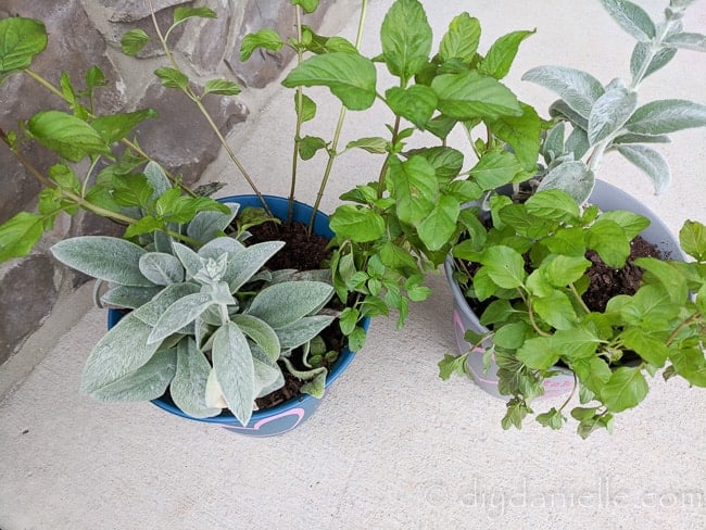 Planters with lambs ear and mint given as a gift.