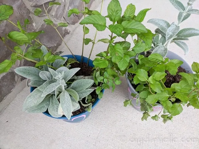 Planters with lambs ear and mint given as a gift.