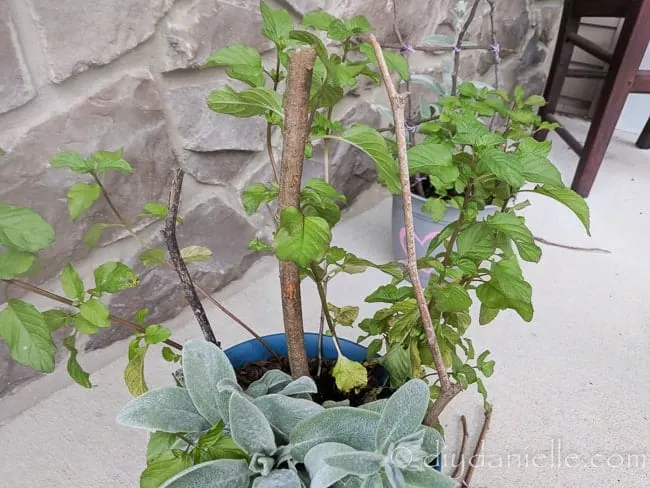 Three sticks in a planter to start the trellis.