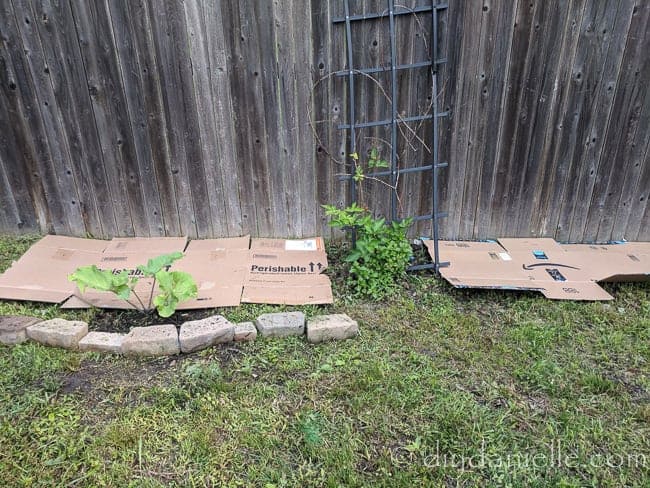 Cardboard as a weed barrier in the garden.