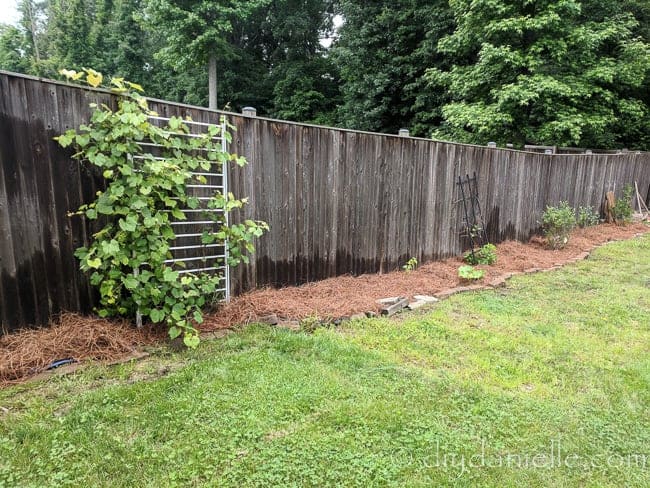 Creating garden beds and mulching them with pine straw as an alternative to wood mulch.