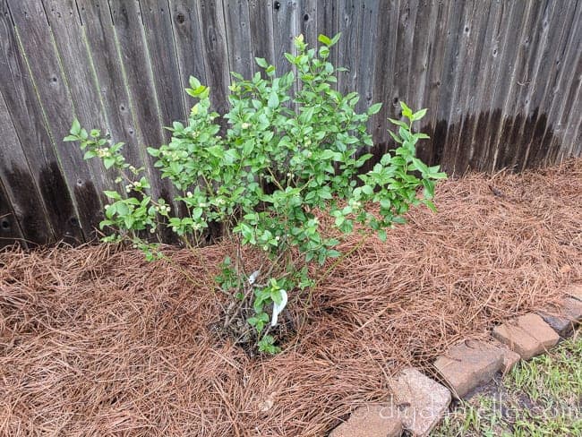 Leave an area around the base of your plant free of pine straw.