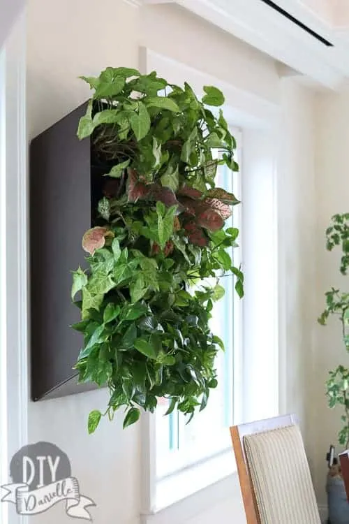 Wall planter for live plants. The room has so much natural light that they thrive in here.
