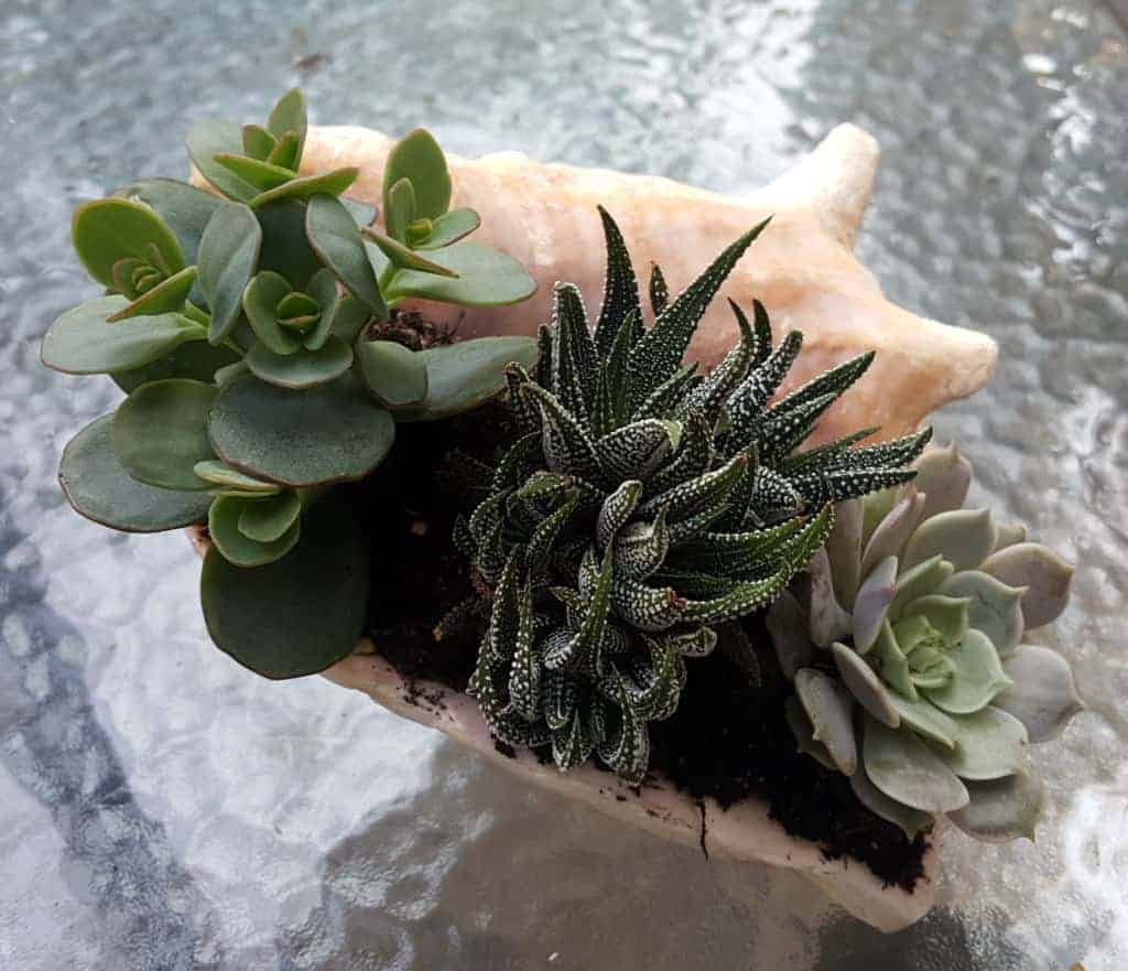 Succulents in a Seashell