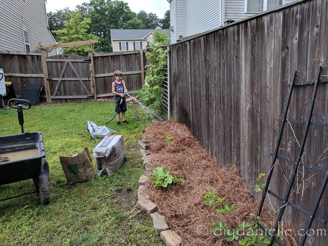 Watering down pine straw after spreading. Learn how to use pine straw as mulch!