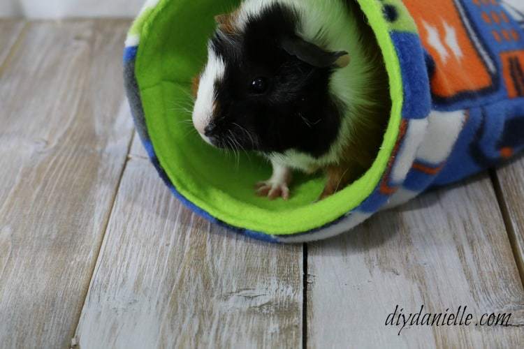 Tips on guinea pig care. Learn how to clean a guinea pig cage, how to feed your cavy, and more!