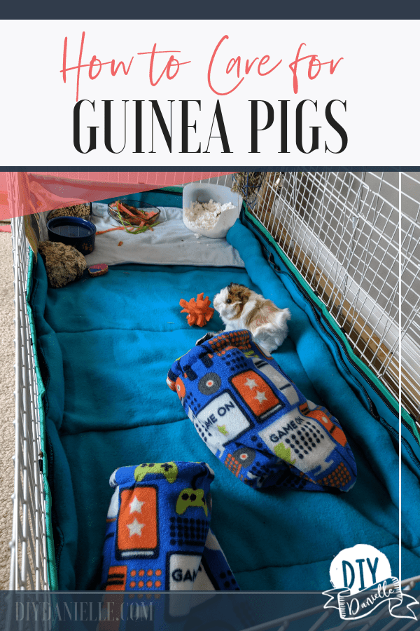 Guinea pig care 101: Learn how to care for a new guinea pig.