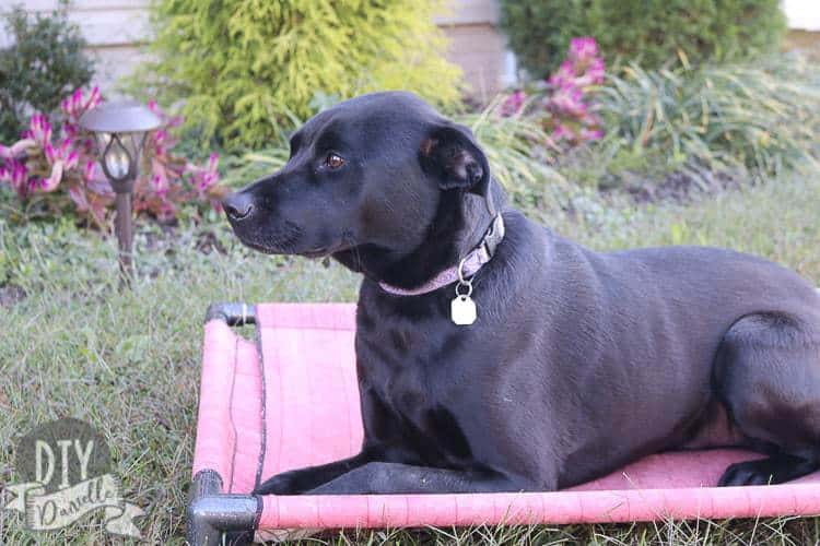 Black lab mix sitting on his DIY dog bed made from PVC pipes.