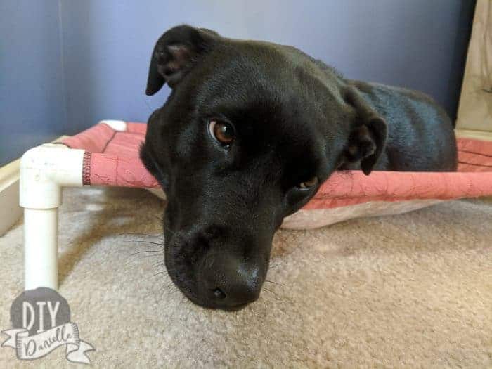 DIY Dog Bed with PVC DIY Danielle®
