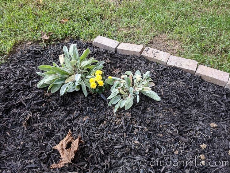 A row of bricks added to keep mulch from running away.