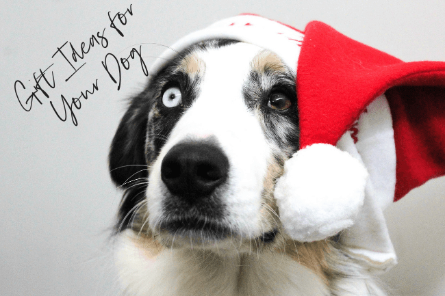 Best gifts for dogs for 2018.
