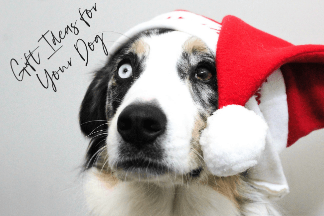 Best gifts store for dogs 2018