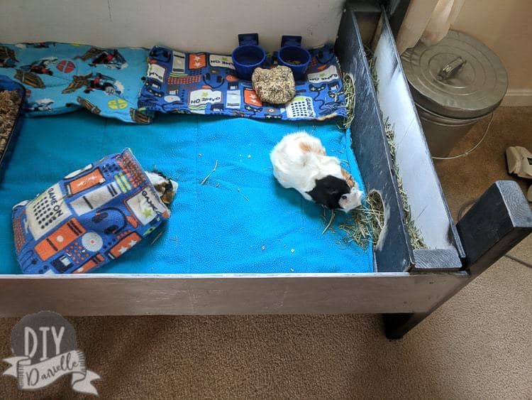 Guinea pigs in a large wood guinea pig cage that I built. Fleece bedding.