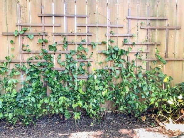 Trellis attached to a privacy fence.