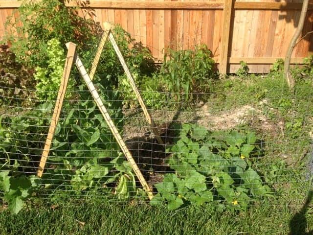 Simple wire and wood trellis for cucumbers.
