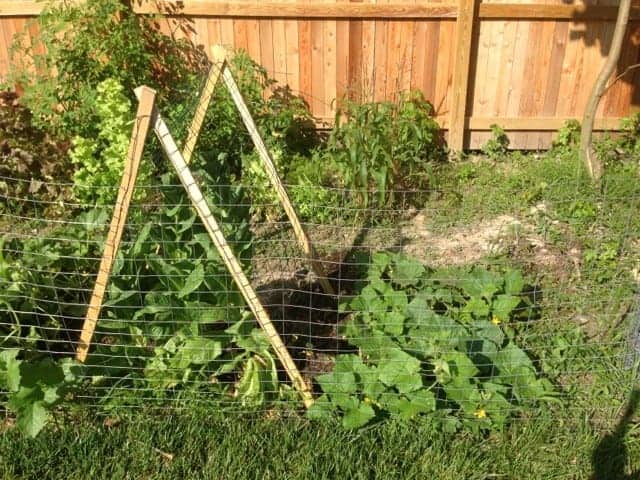 11 Easy, DIY Cucumber Trellis Ideas