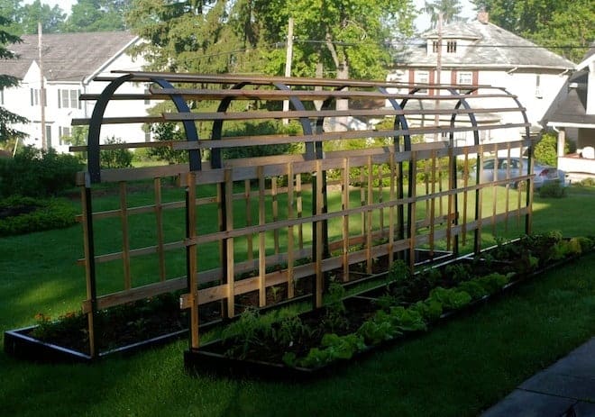 Arching Tomato Trellis