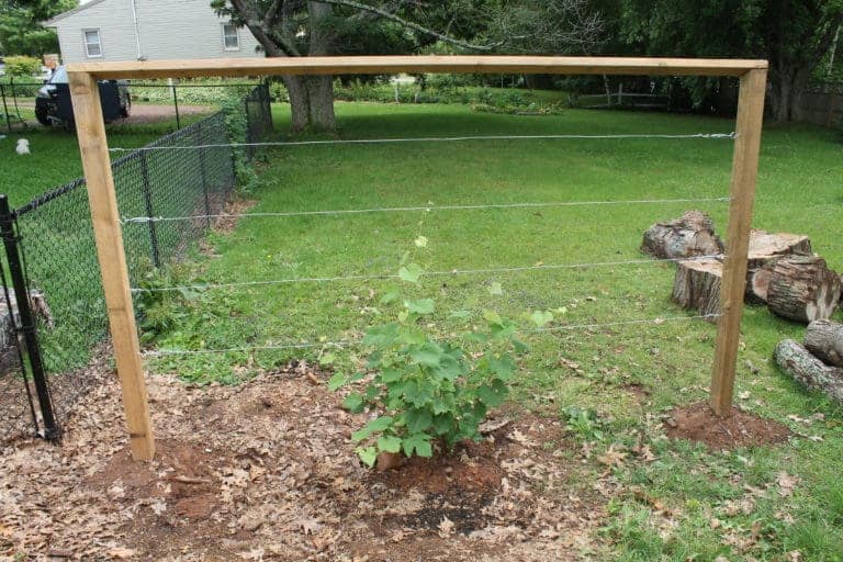 Basic wire trellis for grapes.