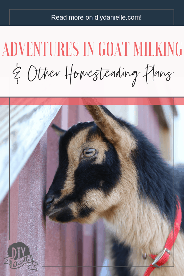 Experiences with goat milking for the first week as well as other plans for the homestead and gardens.