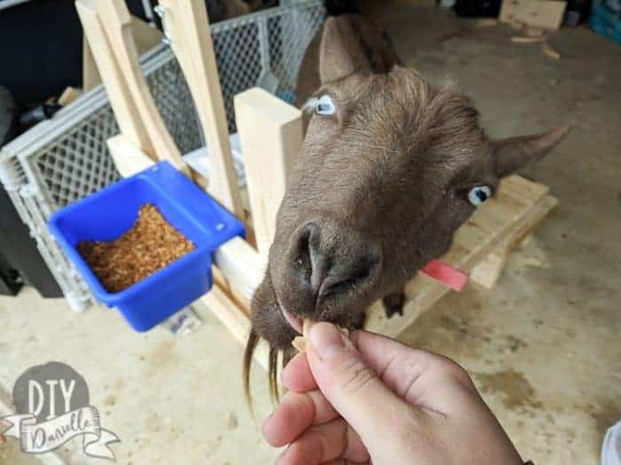 Animal crackers are a favorite goat snack. We use them on the milking stand to bond with our goat.