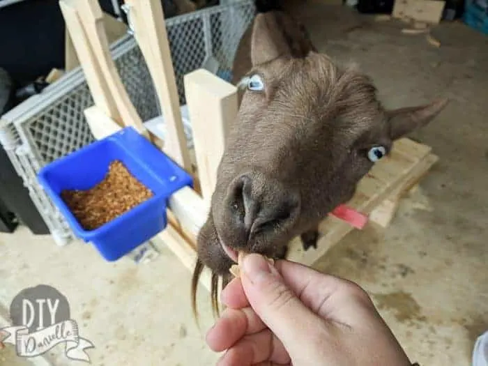 Animal crackers are a favorite goat snack. We use them on the milking stand to bond with our goat.