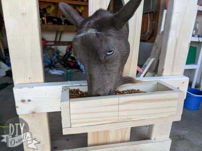 My doe eats her grain while she's being milked.