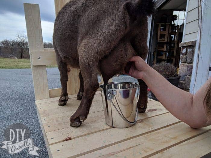 Photo of me milking my Nigerian Dwarf goat outside on a milking stand. I'm only using one hand here because I'm photographing with the other hand.