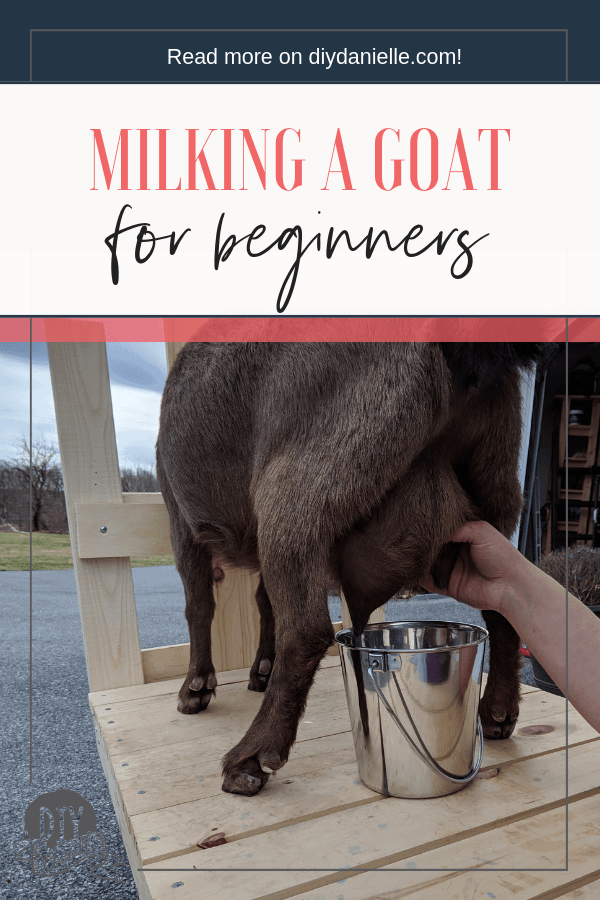 A beginner's guide to learning how to milk a goat. Here are all the things you need to know about owning a Nigerian Dwarf goat for milk.