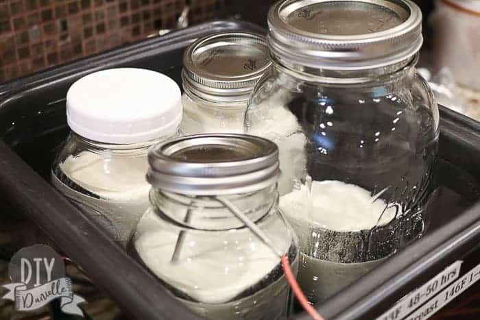 Four mason jars in the sous vide machine with goat milk inside. This is one way to pasteurize goats milk.