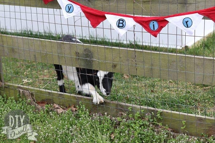 Red white and blue birthday banner hanging off a fence with a goat looking through the fence.