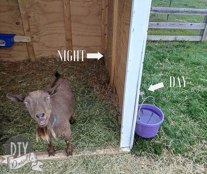 There's a clip for the water bucket on both the inside and outside of the goat barn so it's easy to move back and forth for night or day.