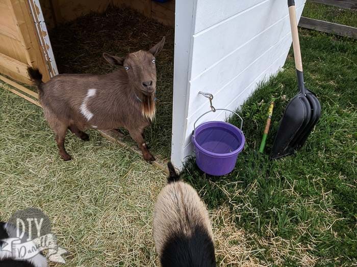 Water bucket hanging on outside of goat barn.
