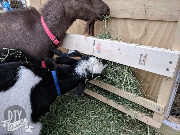 These pieces of wood hold a thin flake of hay pretty well and act as a hay feeder.