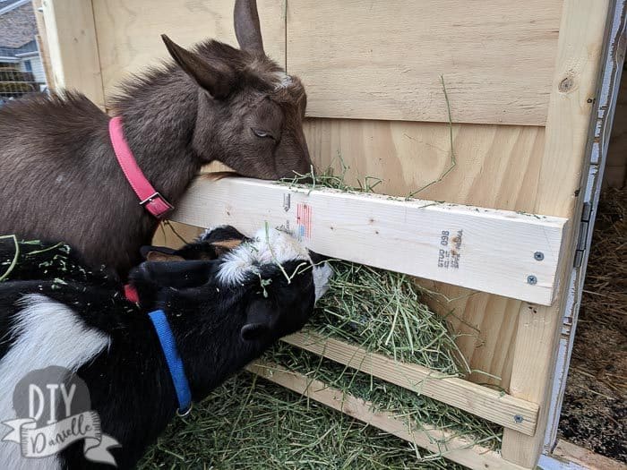 These pieces of wood hold a thin flake of hay pretty well and act as a hay feeder.