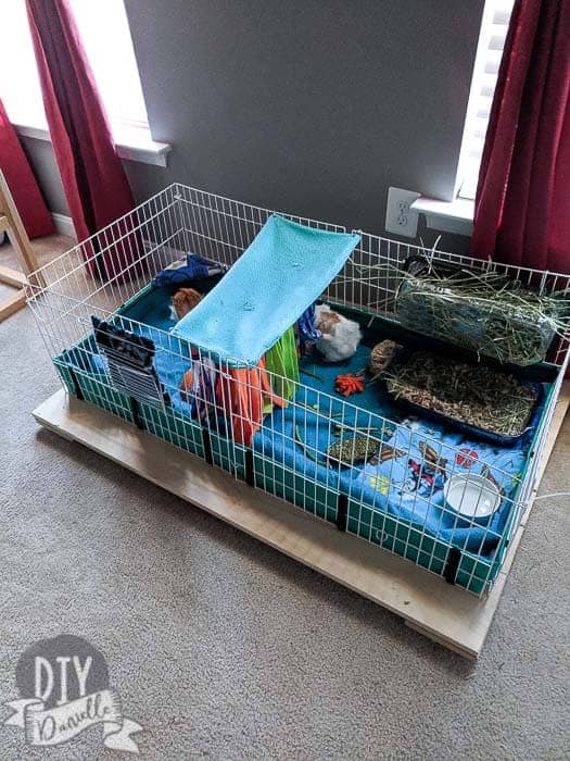 Midwest guinea pig cage on a wood base that can roll around on the floor. Makes for easier cleaning.