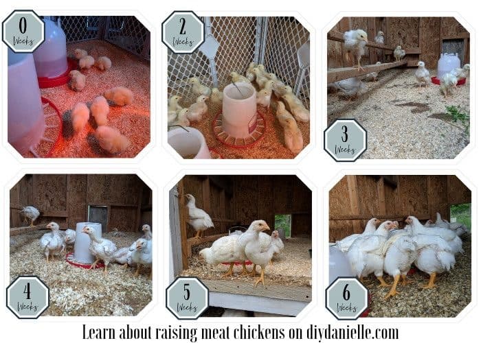 Week by week comparison of the Cornish X chicks and their growth. Weeks 0-6. Forgot to take a 1 week photo.