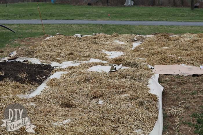 Painters paper on a roll being used as a weed barrier. Some dirty goat bedding for over it to help fertilize the soil.