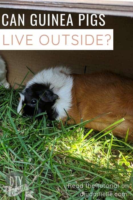 An in-depth look at the risks and benefits of keeping guinea pigs outside. Can guinea pigs live outdoors?