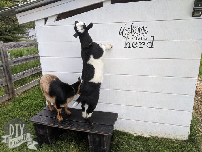 The goats checking out their new bench and goat house sign. 