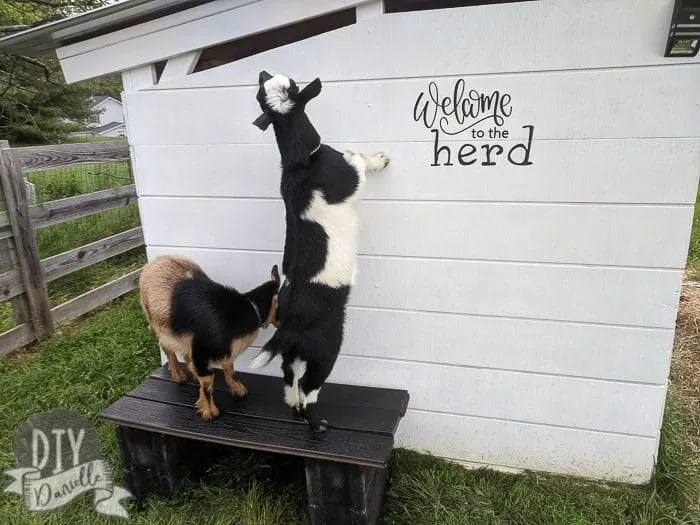 The goats checking out their new bench and goat house sign.