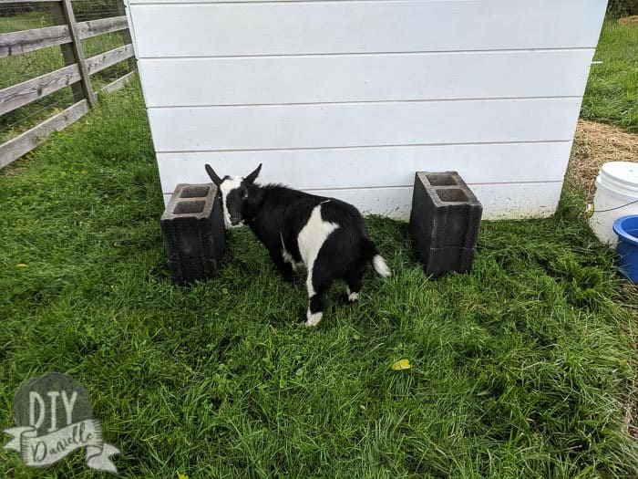 Timmy checking out the cinder blocks.