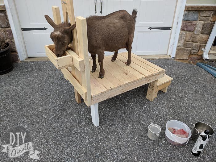 DIY Milking stand for Nigerian Dwarf Goats with a step and stanchion.