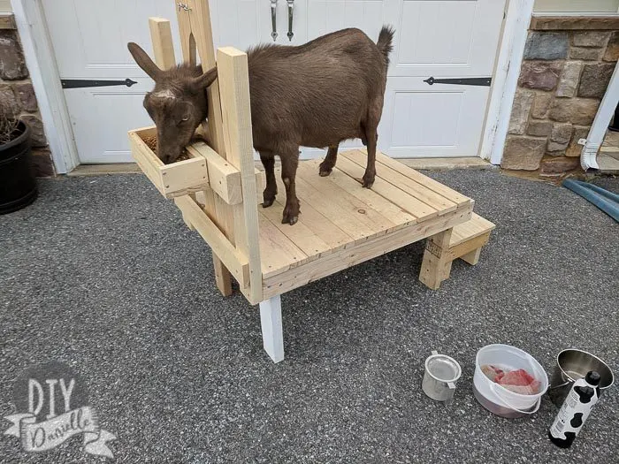 diy goat milking stand 