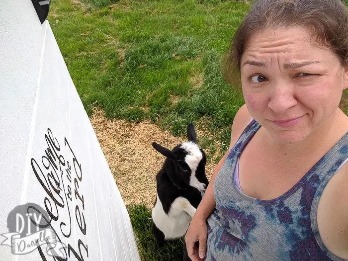 Timmy the goat was eating me while I applied the vinyl to the goat barn.