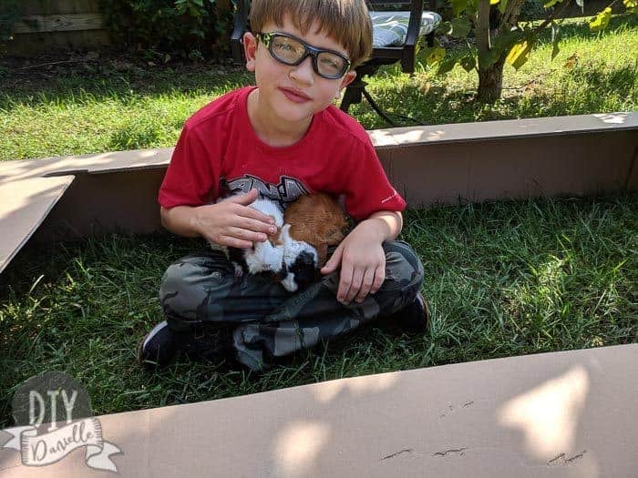 My son enjoying some outside grass time with the guinea pigs. This is a temporary enclosure- just a box with an open top. Not appropriate for an outdoor or unsupervised cage.