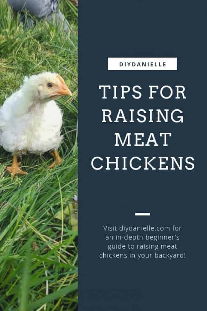 Tips for raising meat chickens in your backyard: An in-depth guide and analysis of the cost.