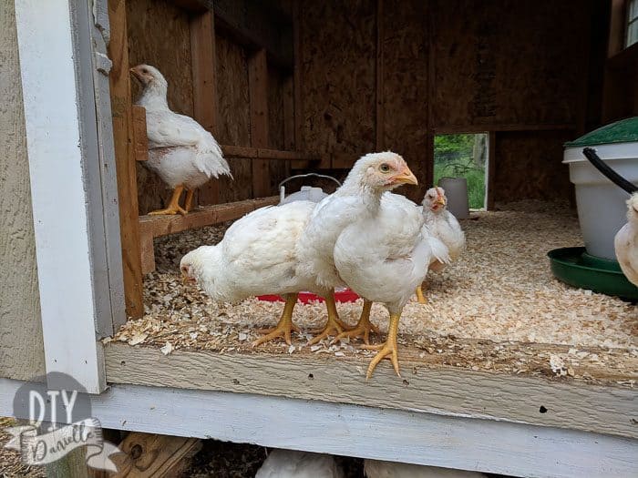 Tips for raising meat chickens in your backyard. Photo: White Cornish X chick that is several weeks old.