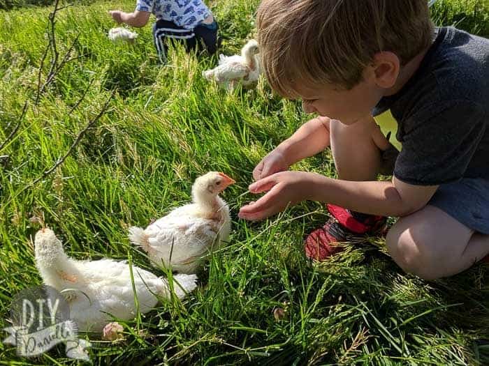 Kids playing with the chicks.