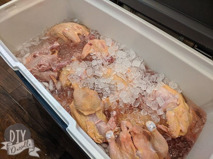 The chicken meat will stay on ice 12-24 hrs. Some people do less. This allows rigor mortis to pass apparently so your meat isn't as tough.